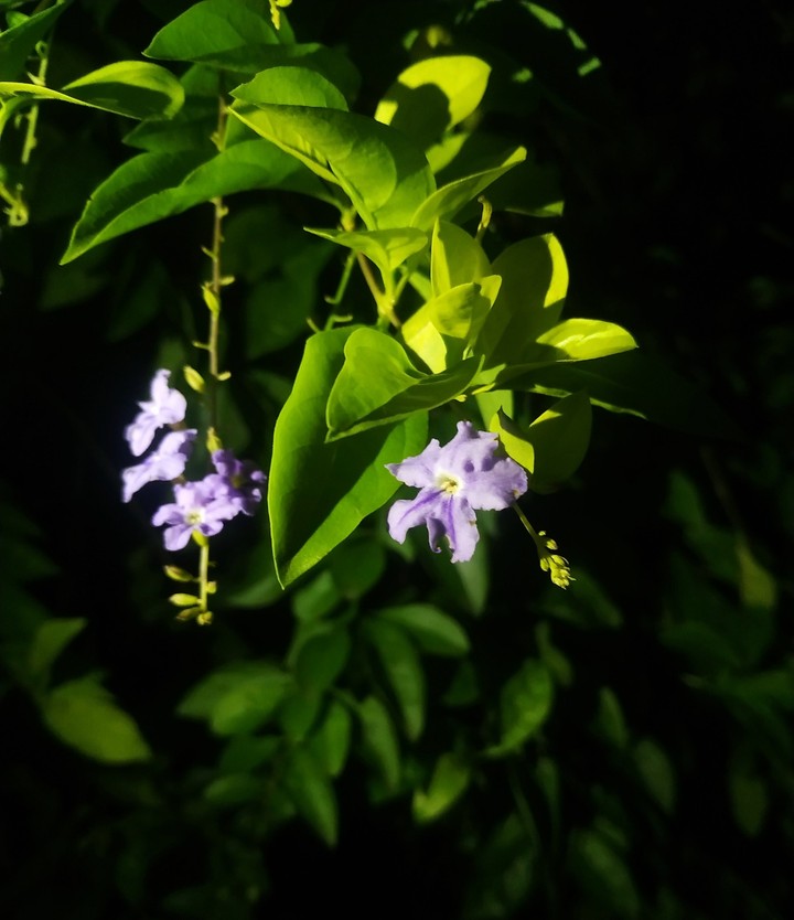 natural simple flower
