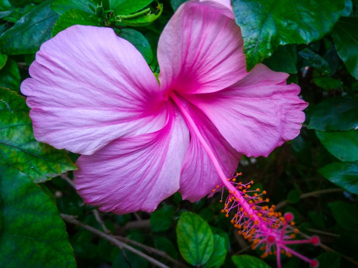 Pink flower