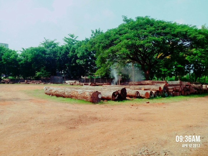 FOREST WOOD