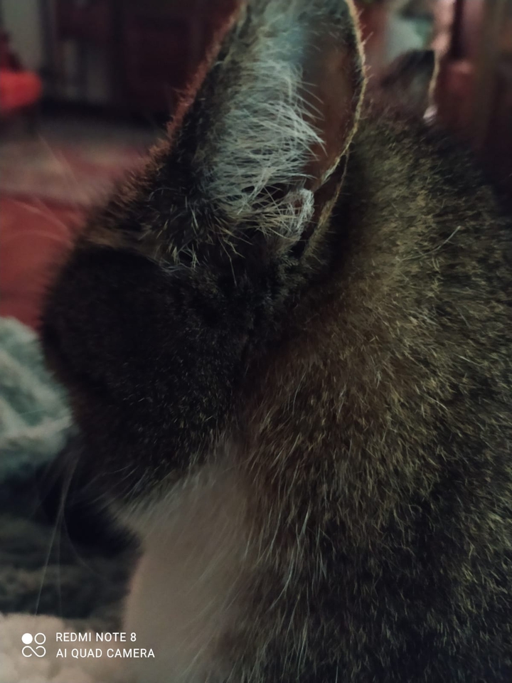 miao