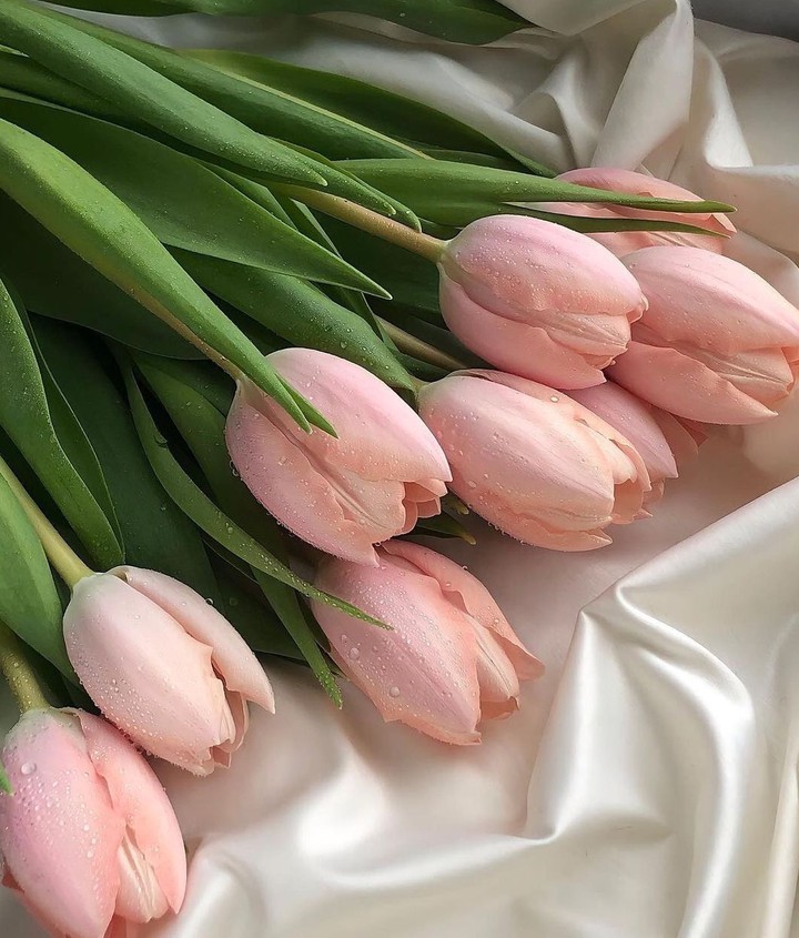 Tulipány