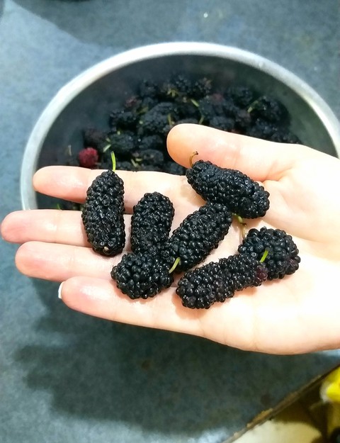 خلفيات mulberry, berry
