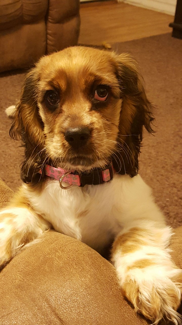 Cocker Spaniel