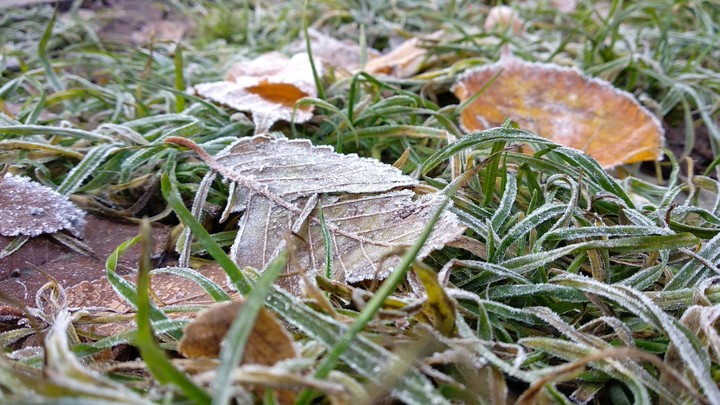 frosty leafs