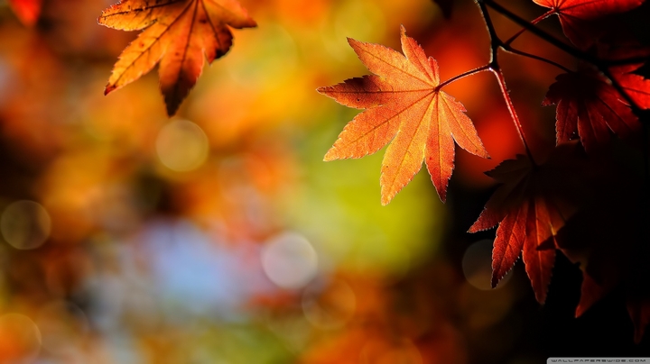 autumn is beautiful.