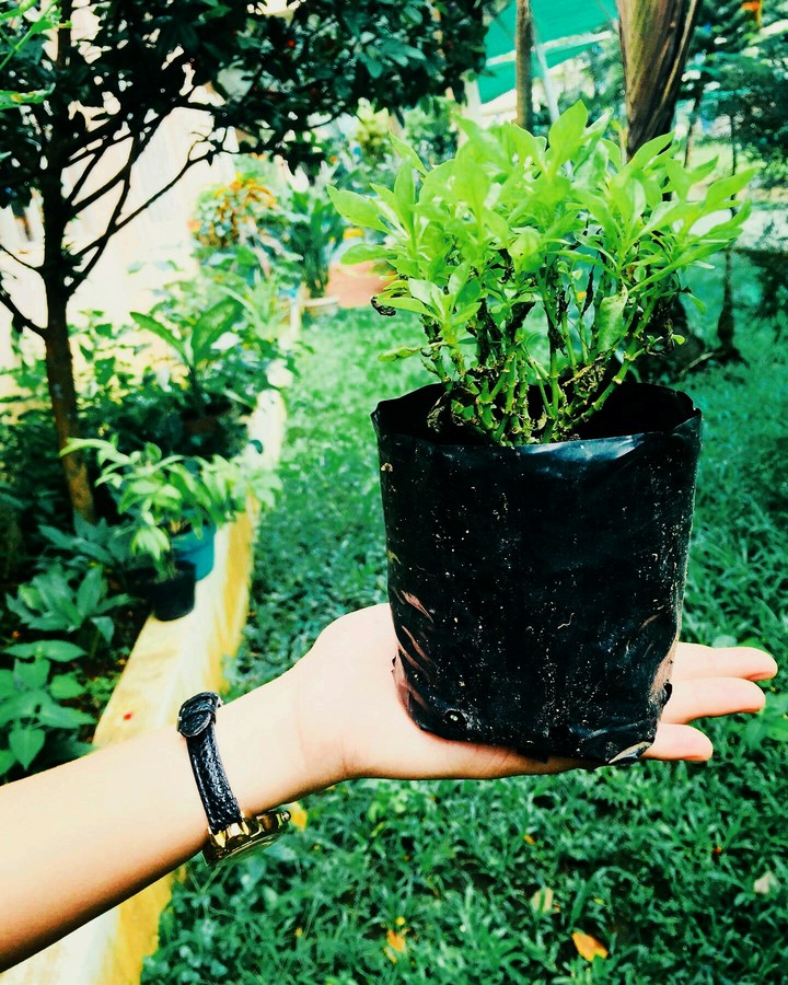 Green Plant
