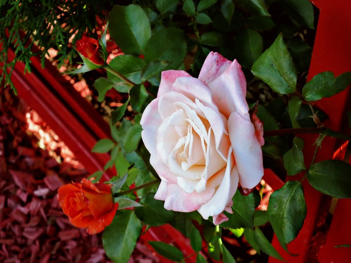 #rose #red #pink #flower