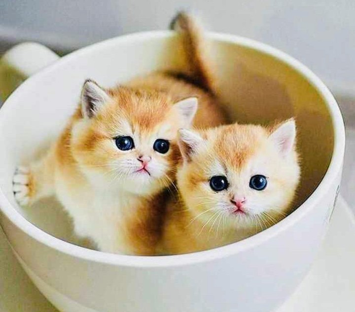 cute