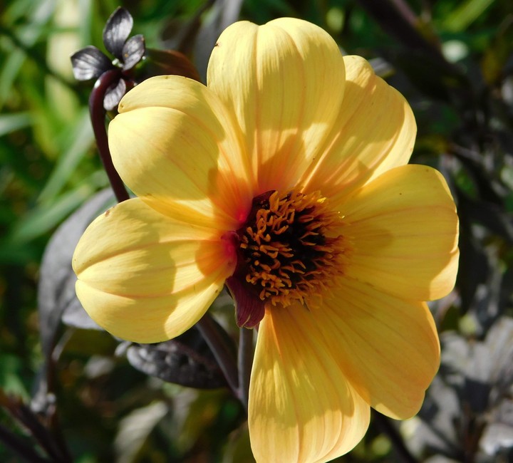 missing a Petal