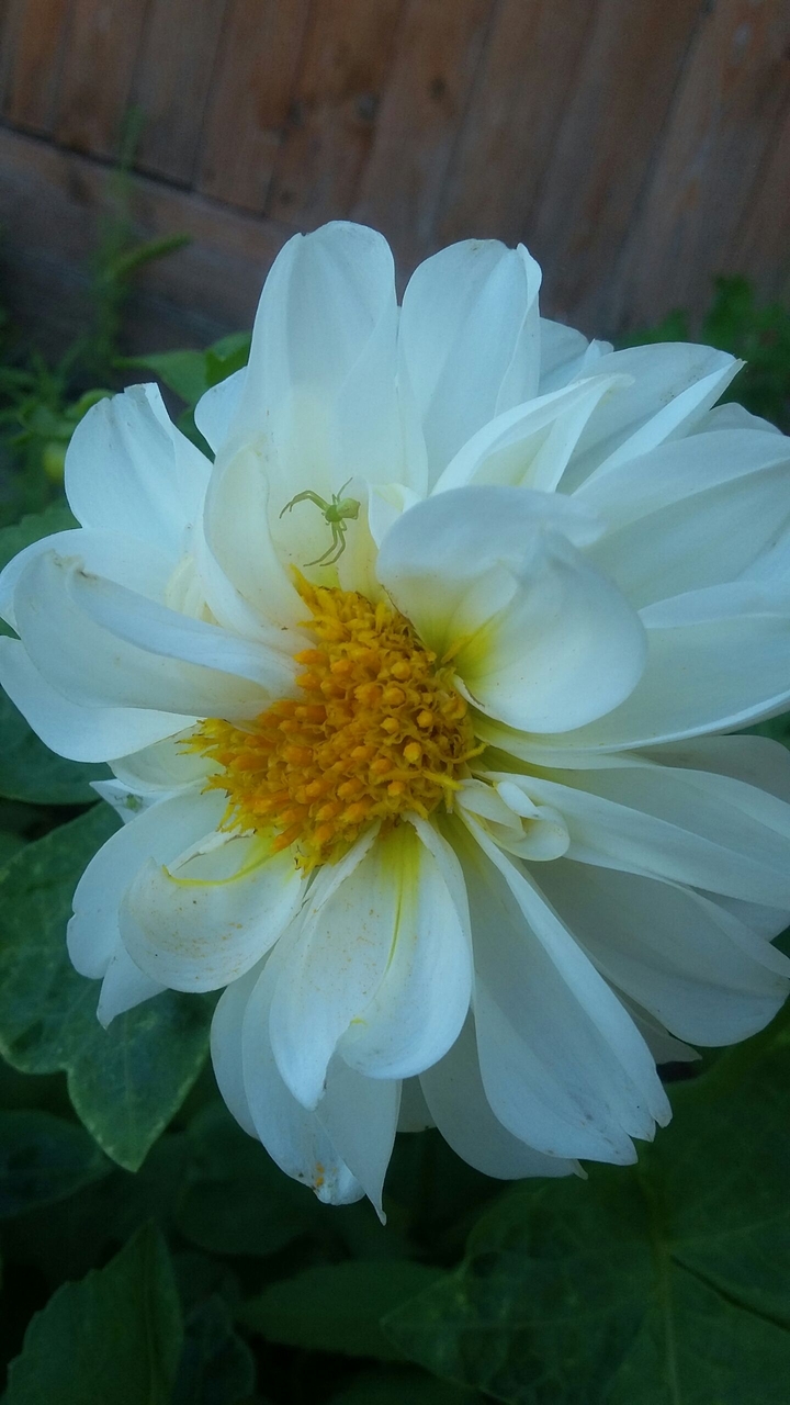 flower