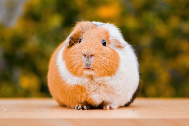 guinea pig