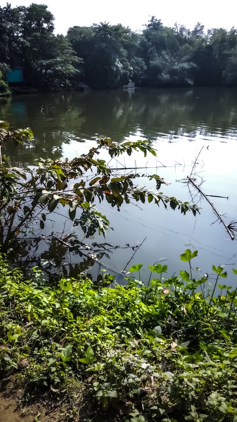 Nature-1