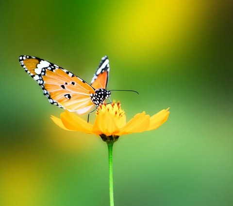 butterfly