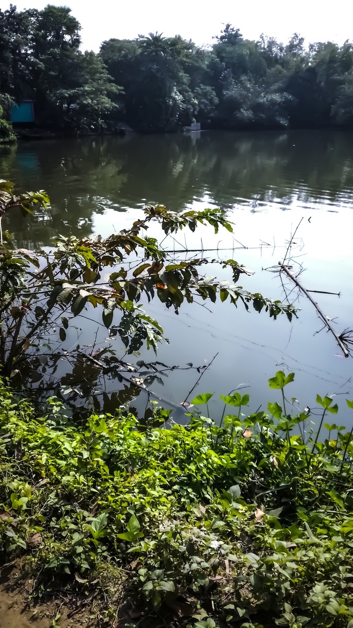 Nature-1
