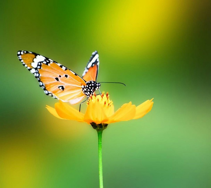butterfly