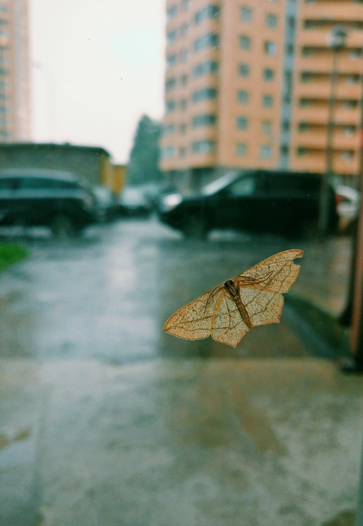 Butterfly on the window