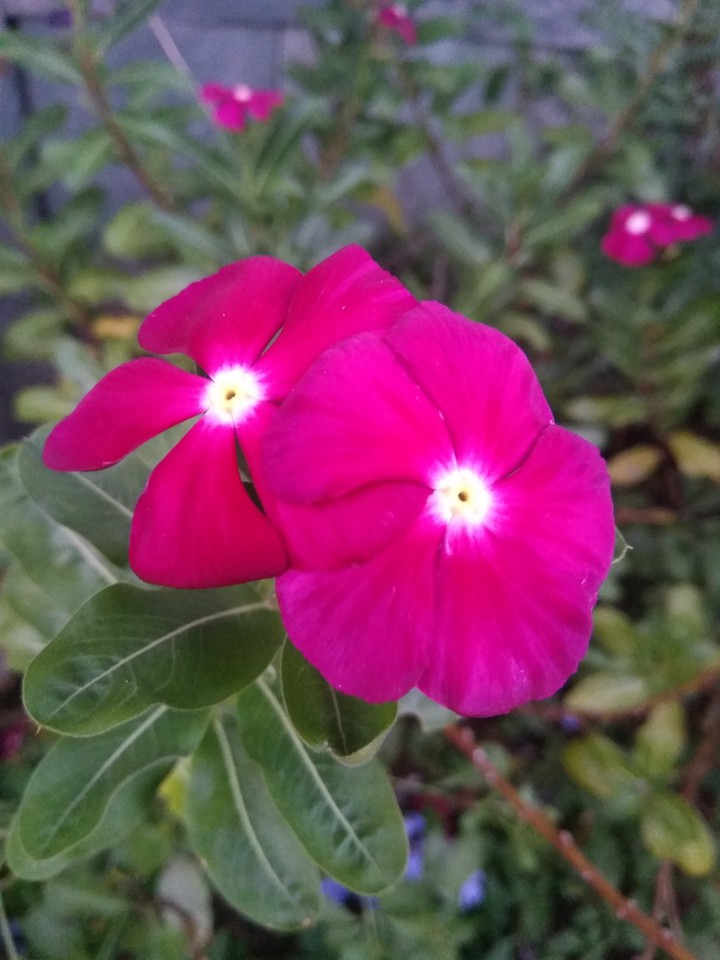 #flower