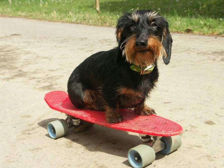 Dog