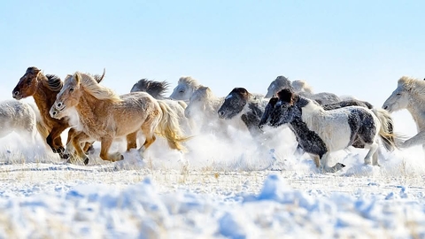papéis de parede herd, winter