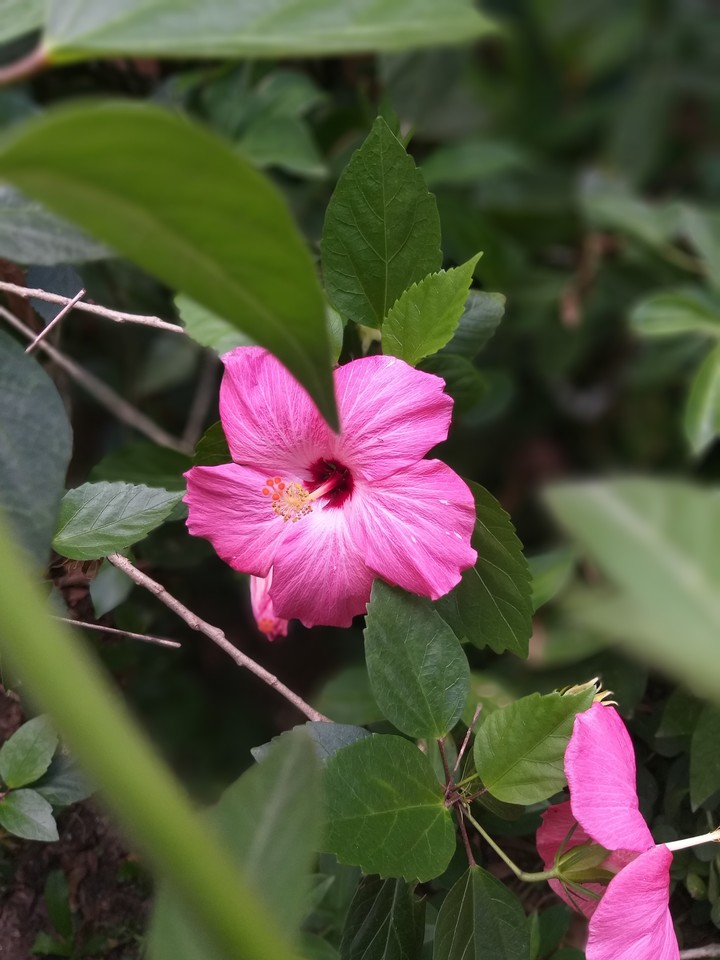 flor