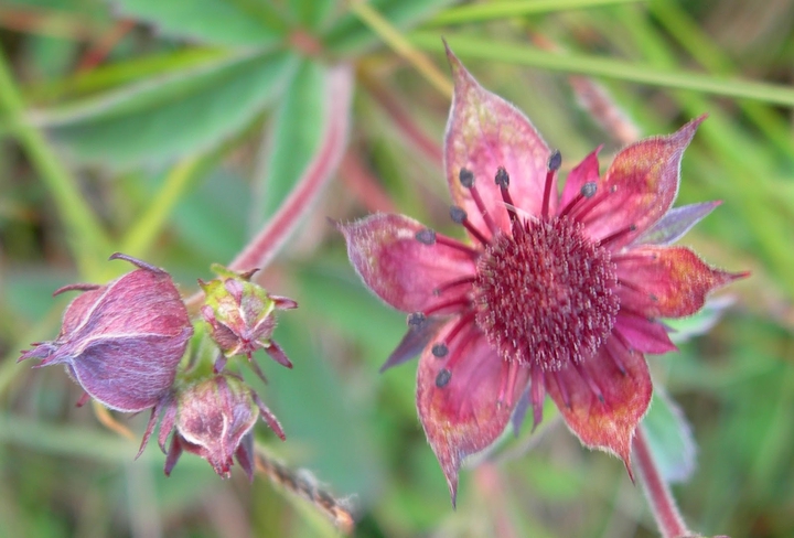 Beautiful Flower