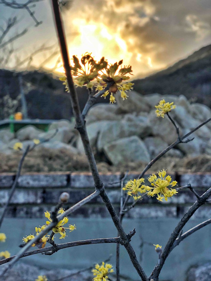 산수유