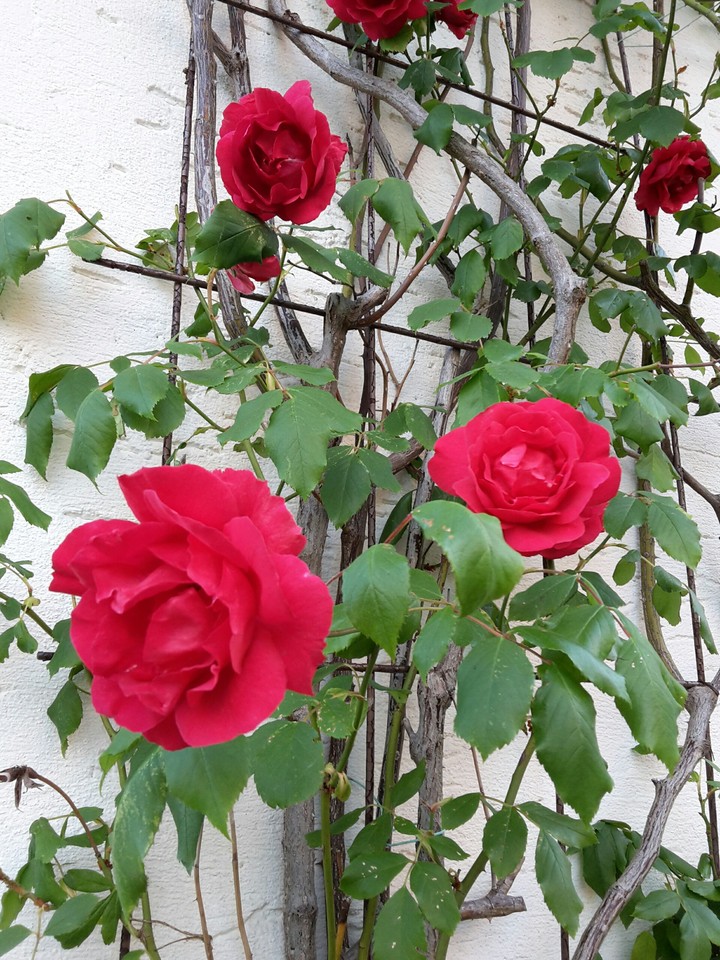 Roses