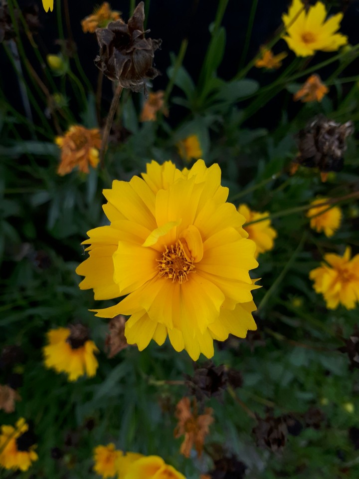 #flower#nice#love#Nature
#Yellow#Joy#Life#alone