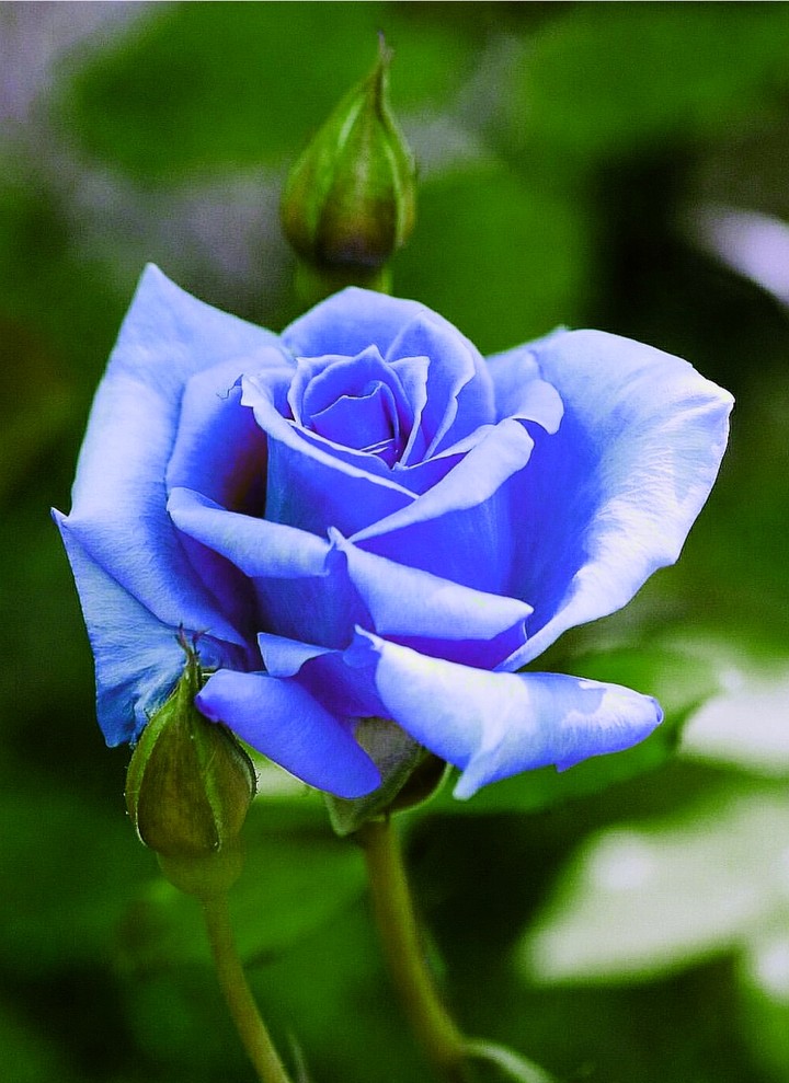 rose