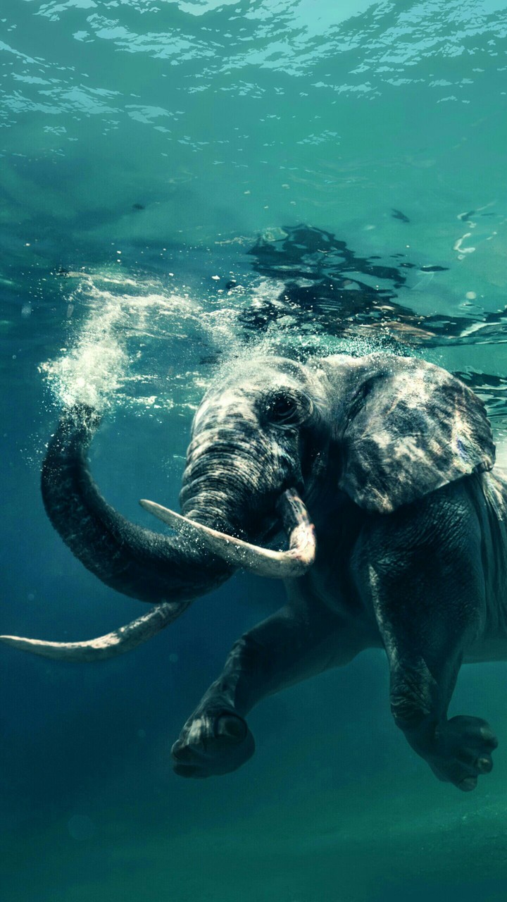 elephant