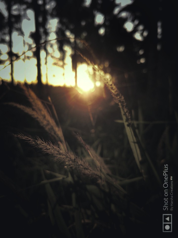 Evening vibs