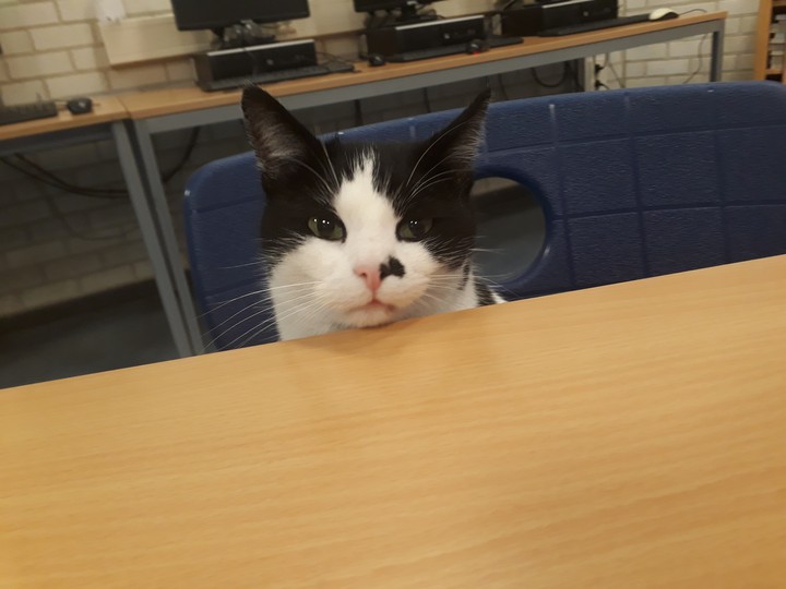 cat