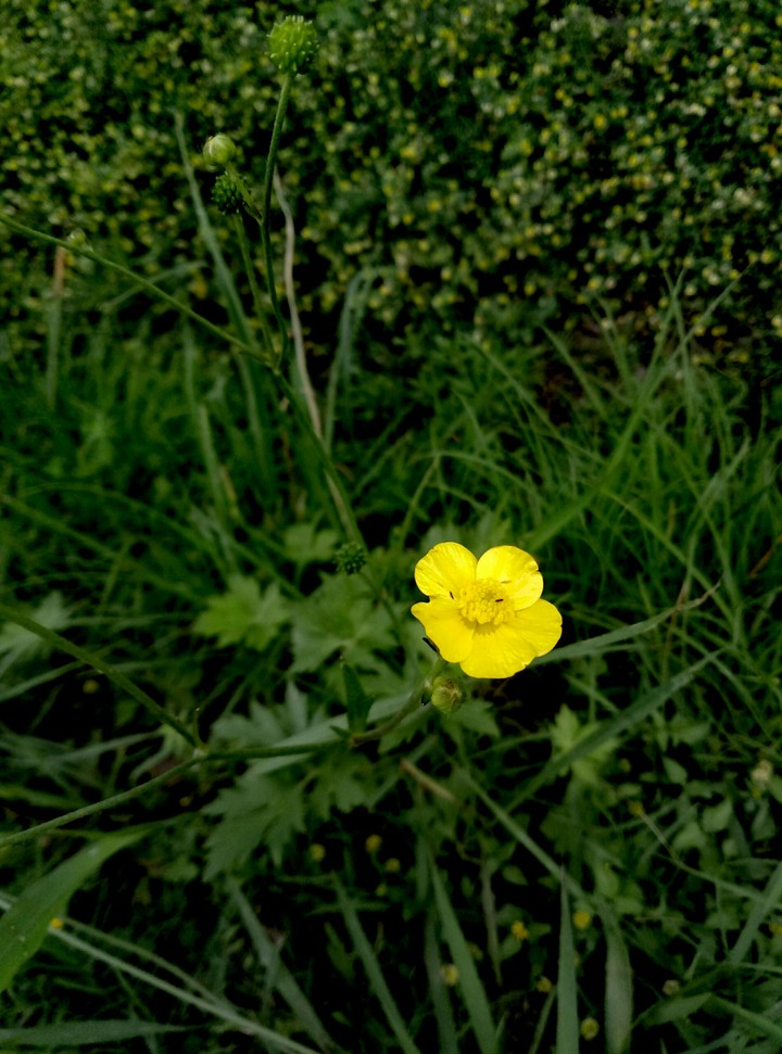 yellow follower.........!