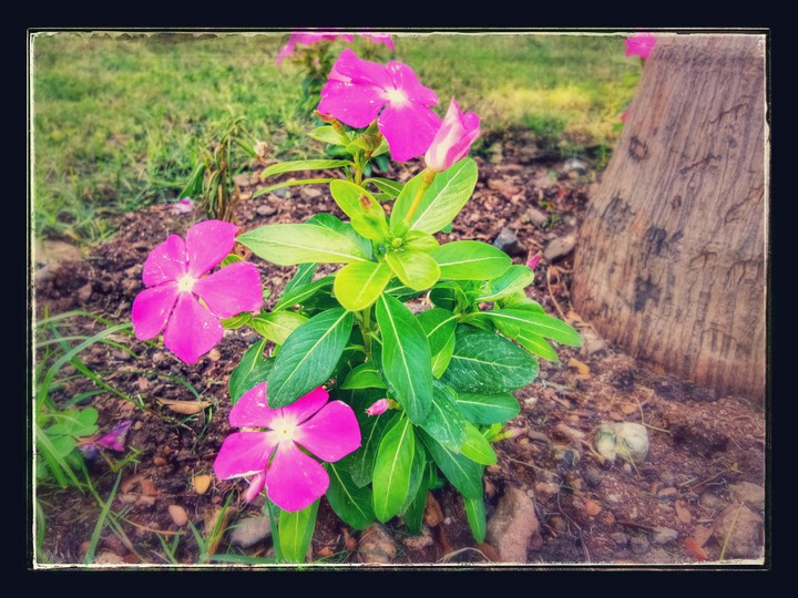 Nature Click....s ...!