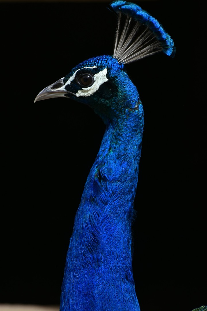 peacock