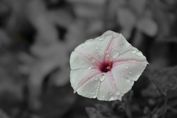 nature's wonder