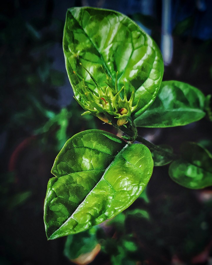 Leaves