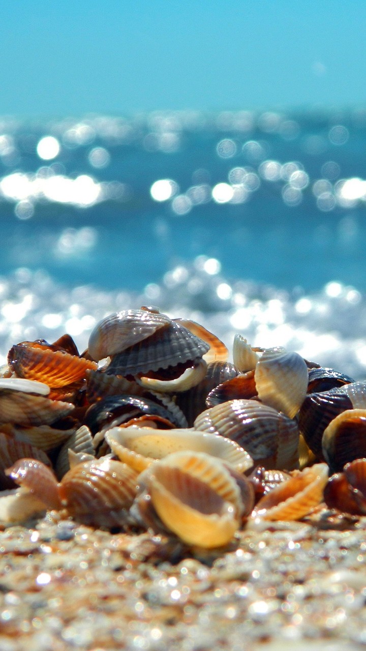 coquillage