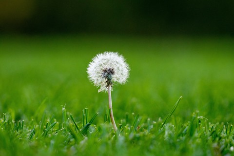 hình nền Dandelion, petal