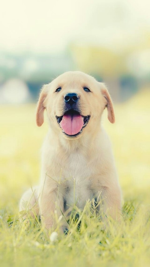 pappi happi