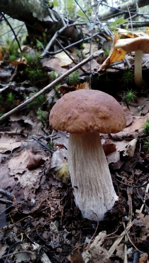 mushroom boletus