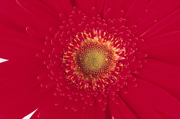 Beautiful Flowers