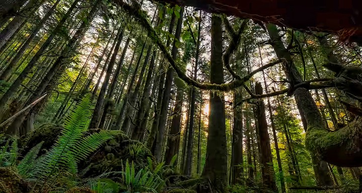 Beauty of the FOREST