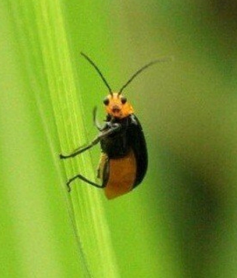 hi bug