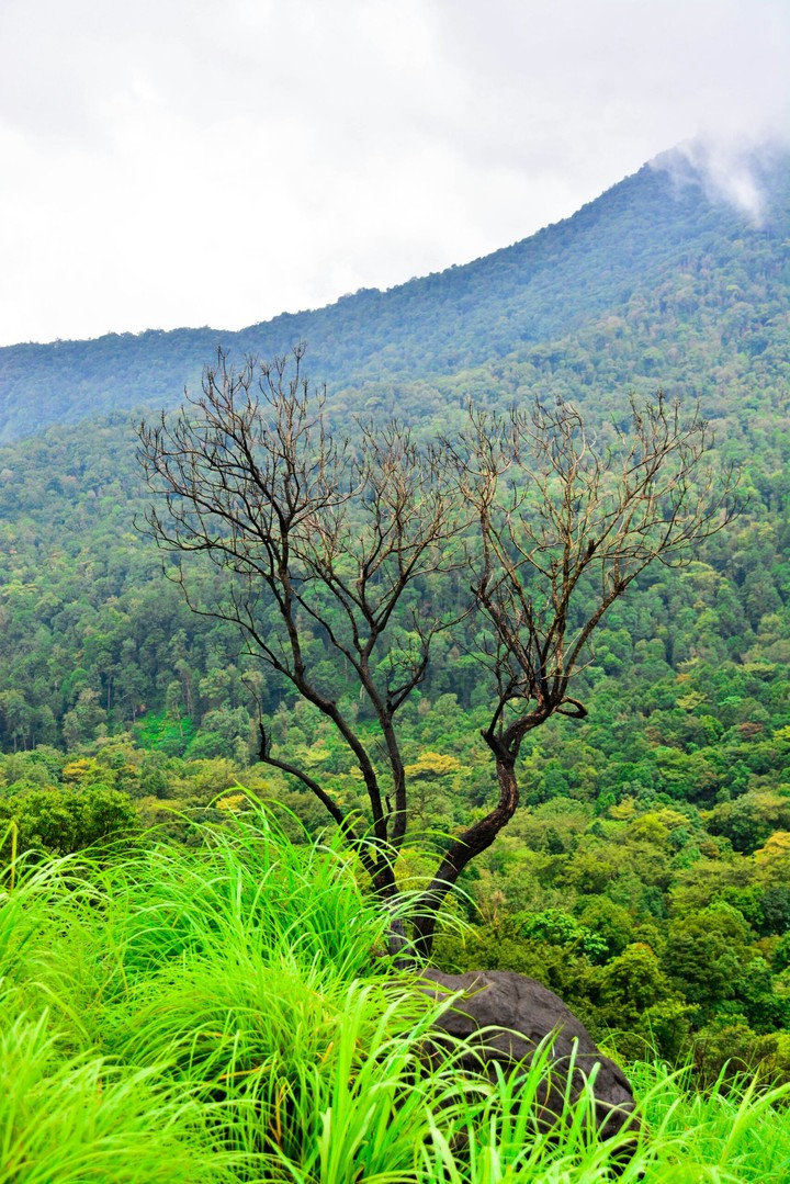 Wayanad