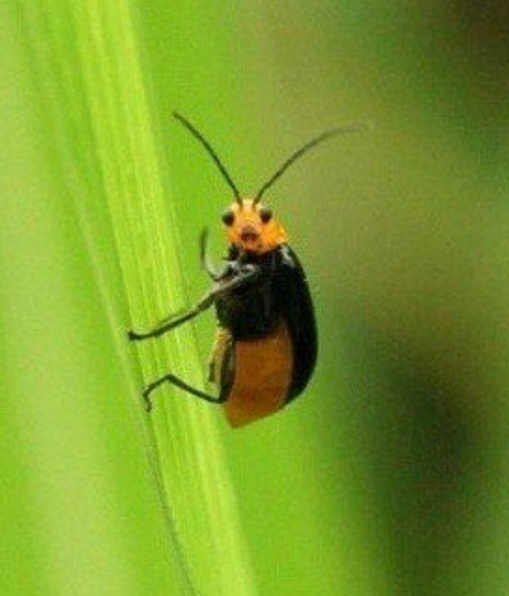 hi bug