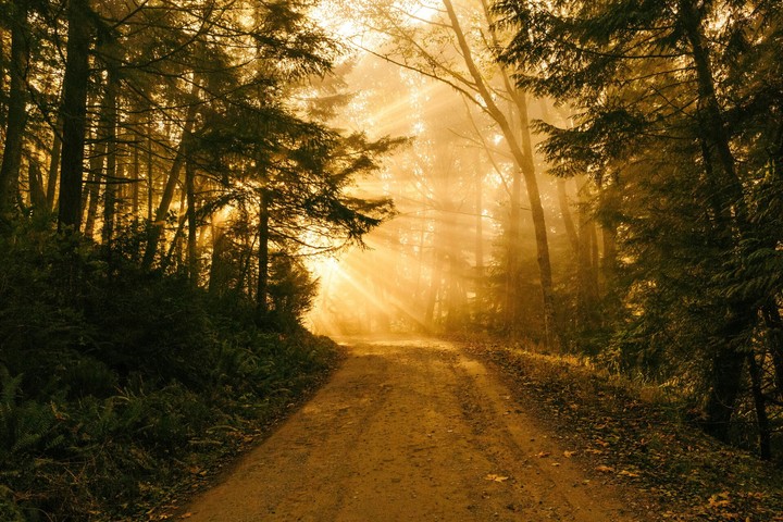 forest