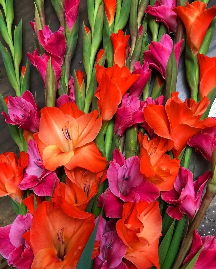 Gladiola