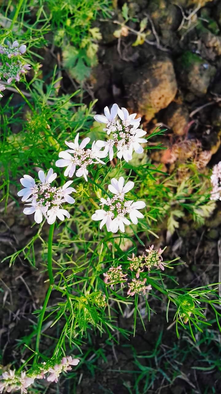 Nature hd