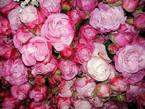 roses